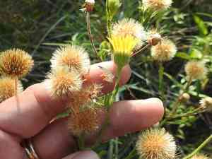Soft goldaster(Bradburia pilosa)