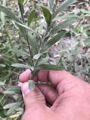 Soft goldaster(Bradburia pilosa)