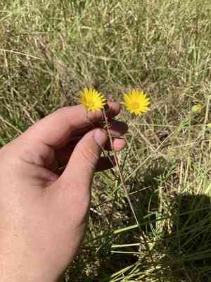 Soft goldaster(Bradburia pilosa)