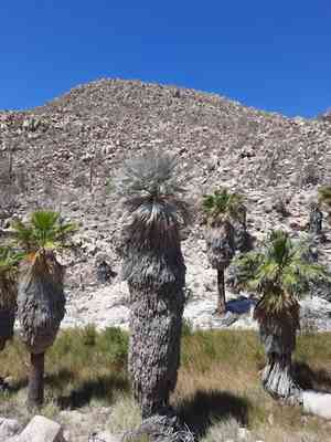 Mexican blue palm(Brahea armata)
