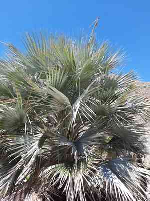 Mexican blue palm(Brahea armata)