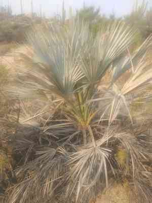 Mexican blue palm(Brahea armata)