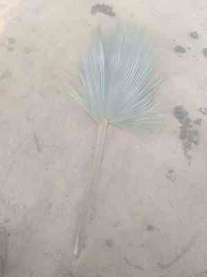 Mexican blue palm(Brahea armata)