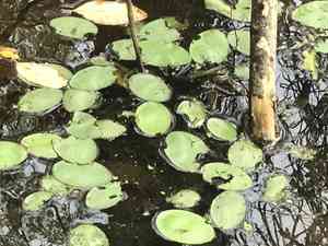 Schreber's watershield(Brasenia schreberi)