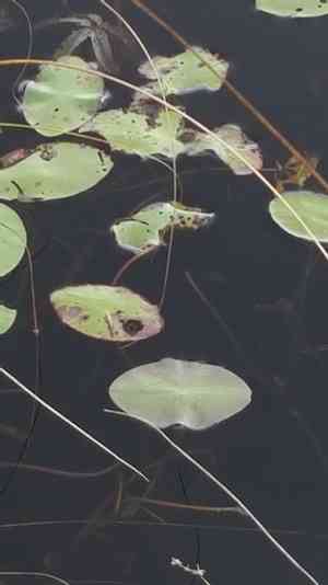 Schreber's watershield(Brasenia schreberi)