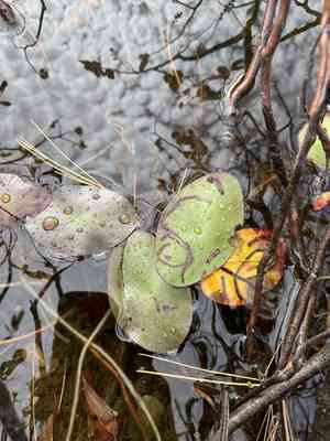 Schreber's watershield(Brasenia schreberi)