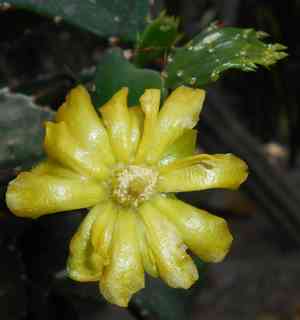Brasiliopuntia (Brasiliopuntia)(Brasiliopuntia)