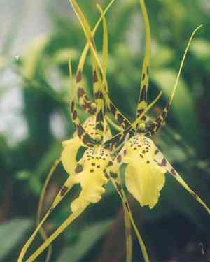 Spider orchid (Brassia)(Brassia)