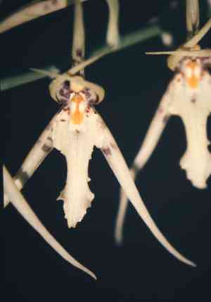Spider orchid (Brassia)(Brassia)