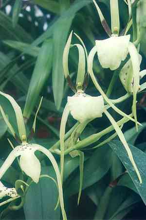 Spider orchid (Brassia)(Brassia)
