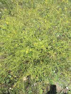 Long-stalked rape(Brassica elongata)