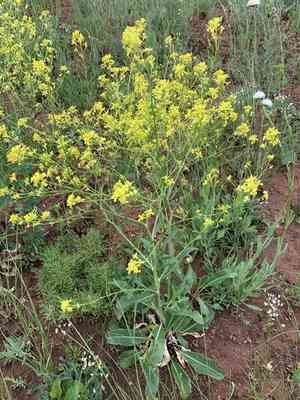 Long-stalked rape(Brassica elongata)