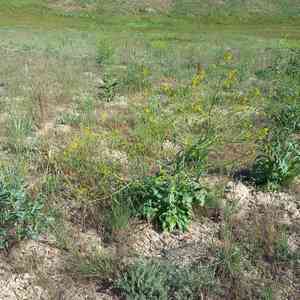 Long-stalked rape(Brassica elongata)