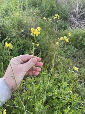 Mediterranean cabbage(Brassica fruticulosa)