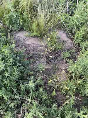 Mediterranean cabbage(Brassica fruticulosa)