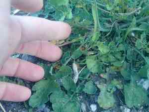 Mediterranean cabbage(Brassica fruticulosa)