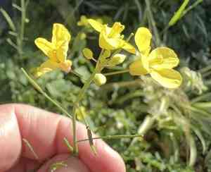 Mediterranean cabbage(Brassica fruticulosa)
