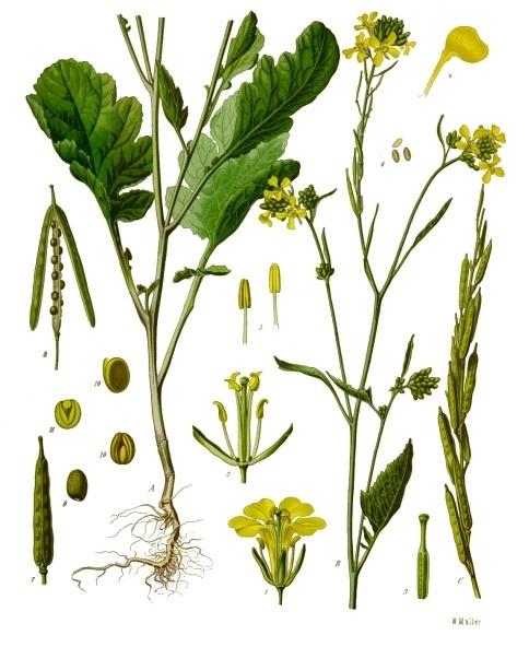 Black mustard