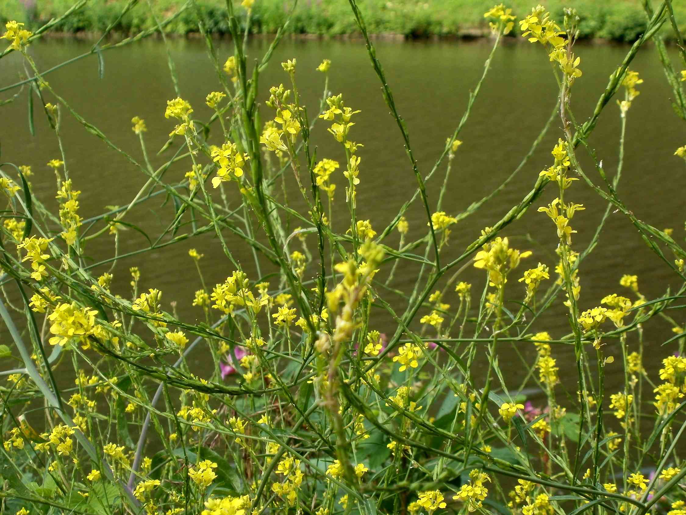 Black mustard(Brassica nigra)
