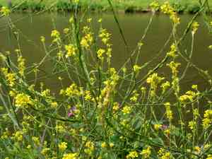 Black mustard(Brassica nigra)