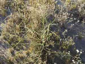 Asian mustard(Brassica tournefortii)