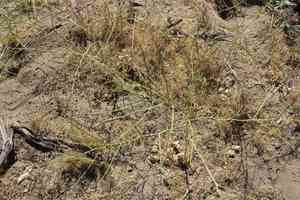 Asian mustard(Brassica tournefortii)
