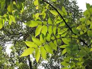 Chinese bretschneidera(Bretschneidera sinensis)