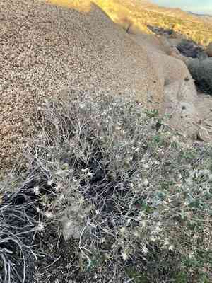 Spearleaf brickellbush(Brickellia atractyloides)