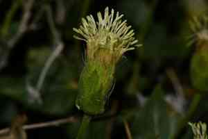 Spearleaf brickellbush(Brickellia atractyloides)