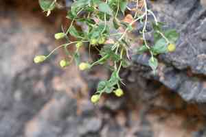Spearleaf brickellbush(Brickellia atractyloides)