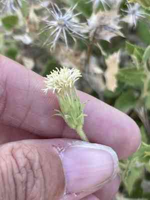 Spearleaf brickellbush(Brickellia atractyloides)