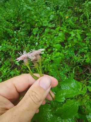 Flyr's brickellbush(Brickellia cordifolia)