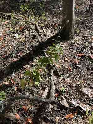 Flyr's brickellbush(Brickellia cordifolia)