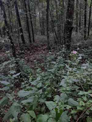 Flyr's brickellbush(Brickellia cordifolia)