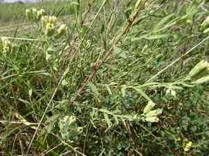 False boneset(Brickellia eupatorioides)