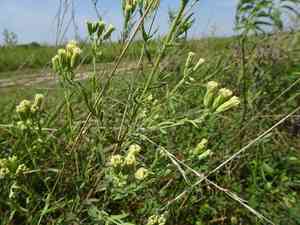 False boneset(Brickellia eupatorioides)