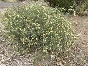 False boneset(Brickellia eupatorioides)