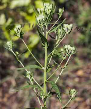 False boneset(Brickellia eupatorioides)