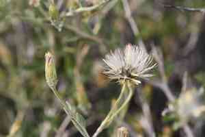 Shrubby brickellbush(Brickellia frutescens)