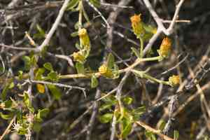 Shrubby brickellbush(Brickellia frutescens)