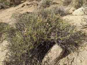 Shrubby brickellbush(Brickellia frutescens)