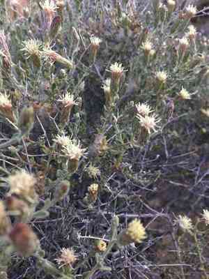 Shrubby brickellbush(Brickellia frutescens)