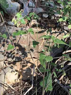 Tasselflower brickellbush(Brickellia grandiflora)