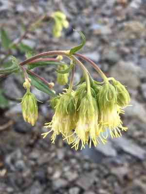 Tasselflower brickellbush(Brickellia grandiflora)