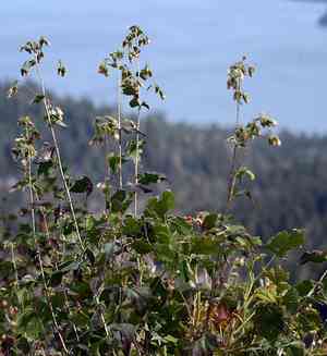 Tasselflower brickellbush(Brickellia grandiflora)