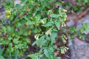 Tasselflower brickellbush(Brickellia grandiflora)