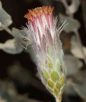 Woolly brickellbush(Brickellia incana)