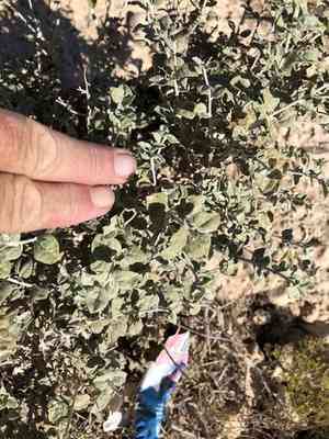 Woolly brickellbush(Brickellia incana)