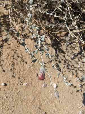 Woolly brickellbush(Brickellia incana)