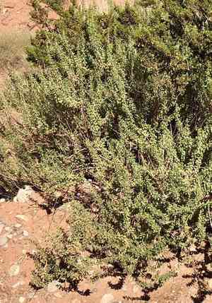 Splitleaf brickellbush(Brickellia laciniata)
